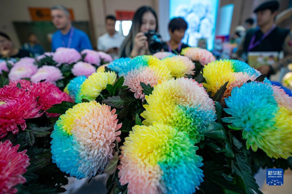金沙财旺登录
